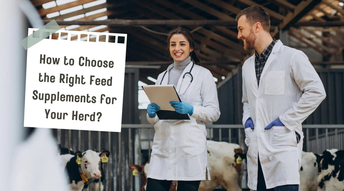 Choosing the right feed supplements for your herd!