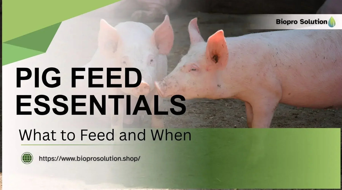 Two pink pigs in a pen with text about pig feed essentials and feeding schedules