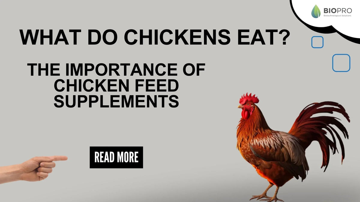 What do chickens eat text with rooster and pointing hand, highlighting chicken feed supplements importance