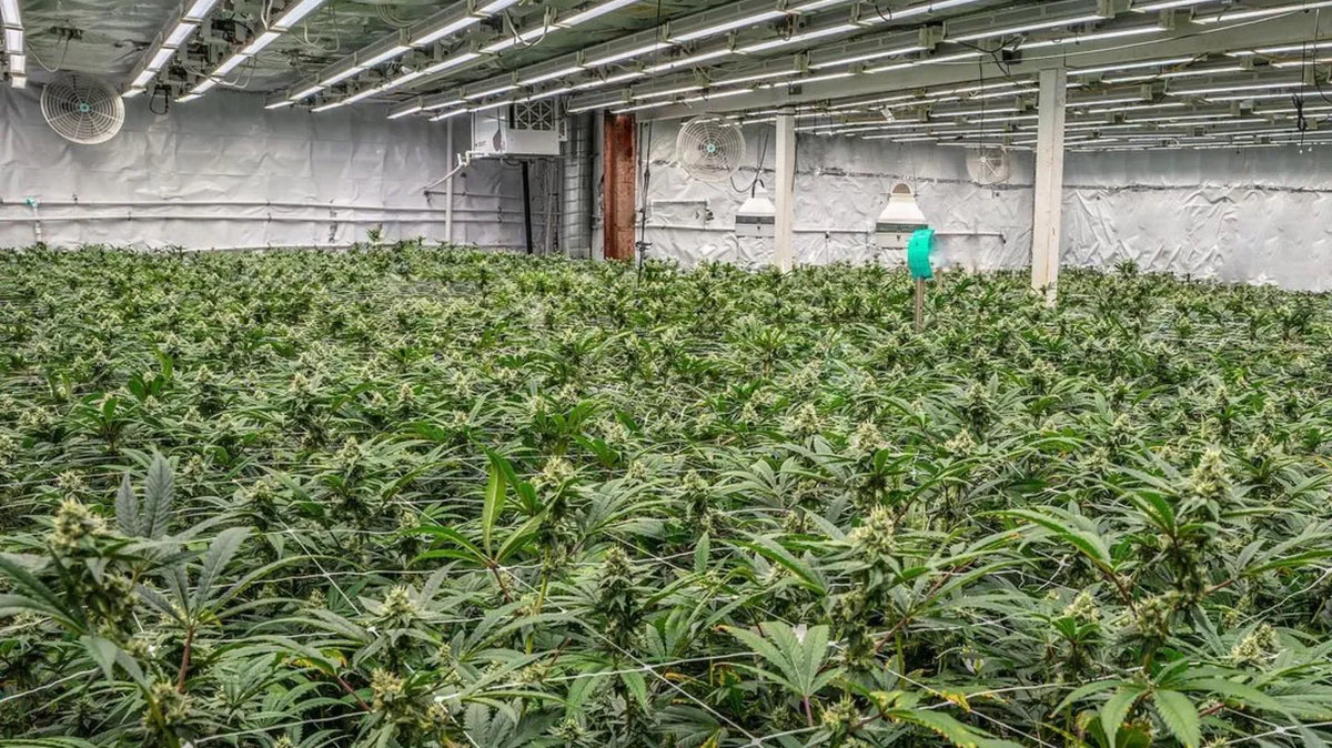 10 Reasons FertiHemp is the Best Organic Solution for Cannabis Growers