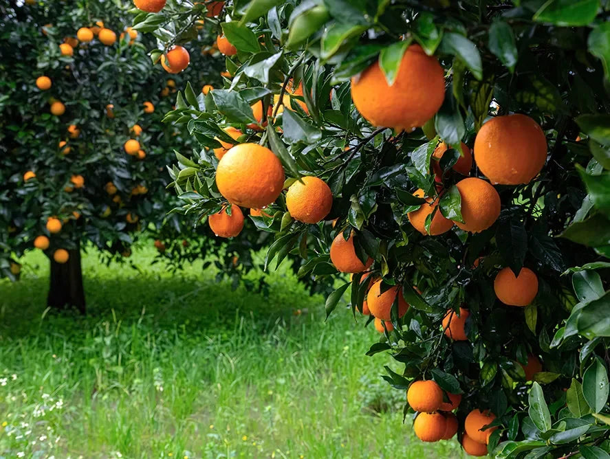 Organic Fertilization for oranges growth. Use BioPro’s beneficial bacteria to enhance nutrient absorption.