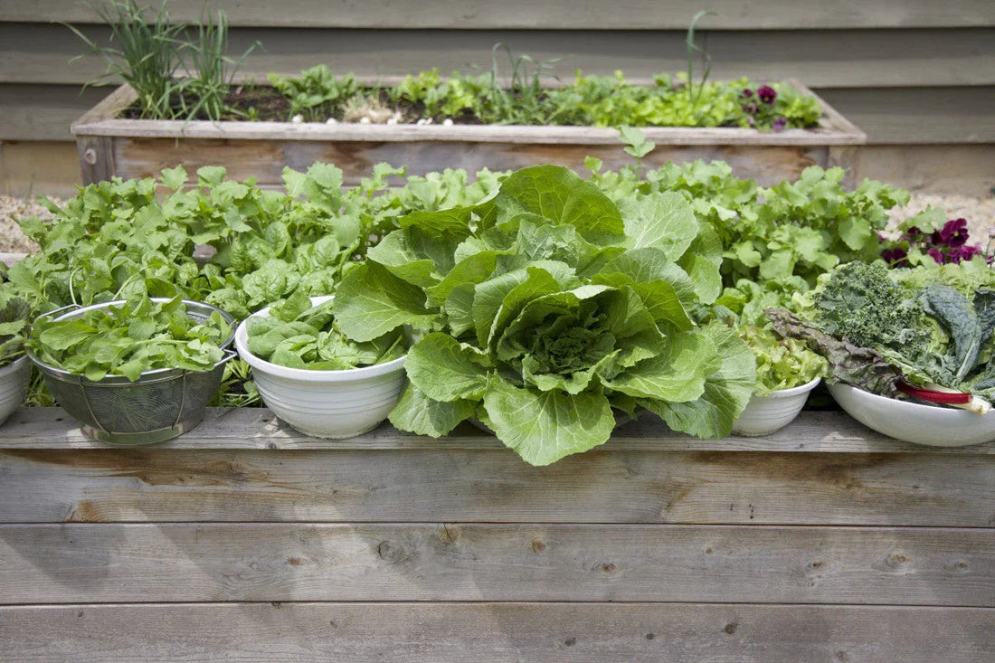 With the right care and FertiPro’s root-strengthening benefits, you can enjoy an endless supply of fresh, crisp greens year-round.