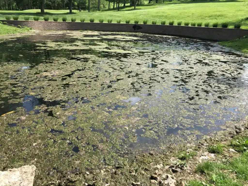 Algae in ponds can be a major concern for any pond owner. It not only affects the appearance and cleanliness of your water feature but also disrupts the overall health of the pond’s ecosystem.