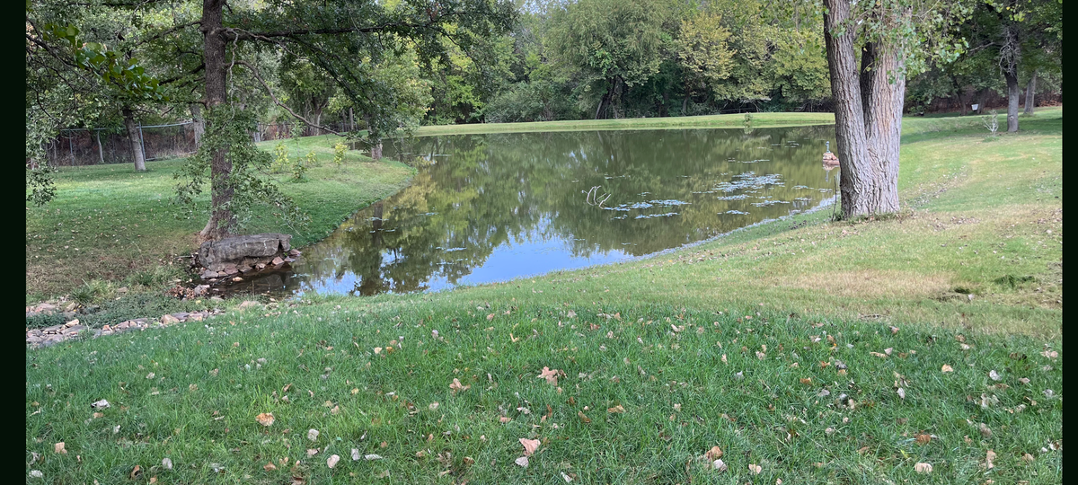 A scenic view of a small pond surrounded by green grass and trees, with a tree trunk on the right side and reflections in the water.