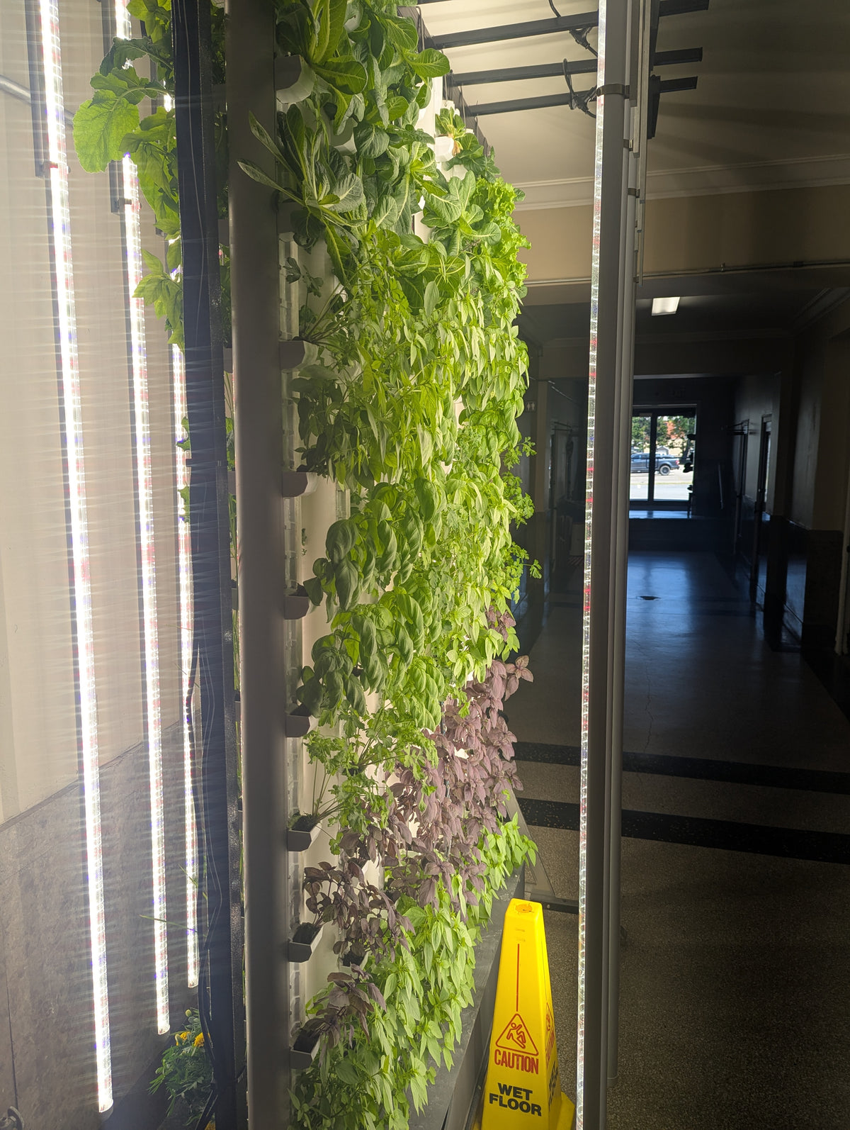 A vertical indoor garden with leafy green and purple plants growing in a tall metal rack beside a window, shown in a hallway with a yellow caution sign near the bottom.