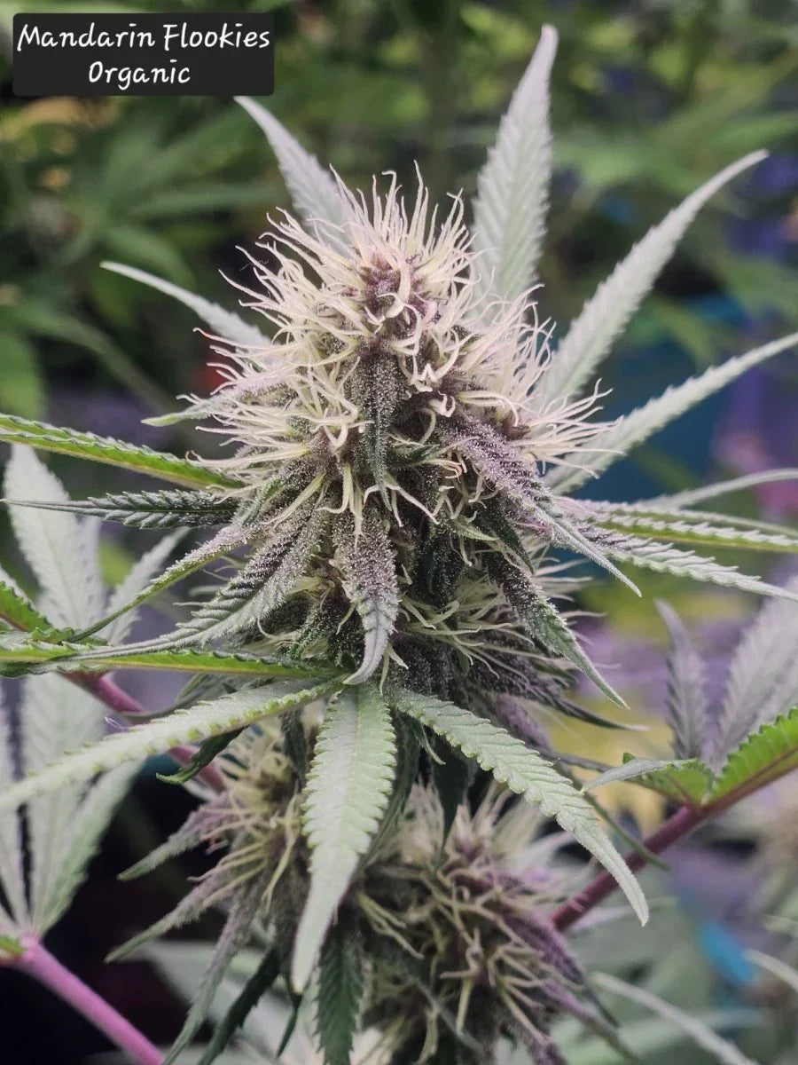 HempForce Bioactive Fertilizer for Cannabis, probiotic formula with beneficial bacteria that boosts yield by up to 30%