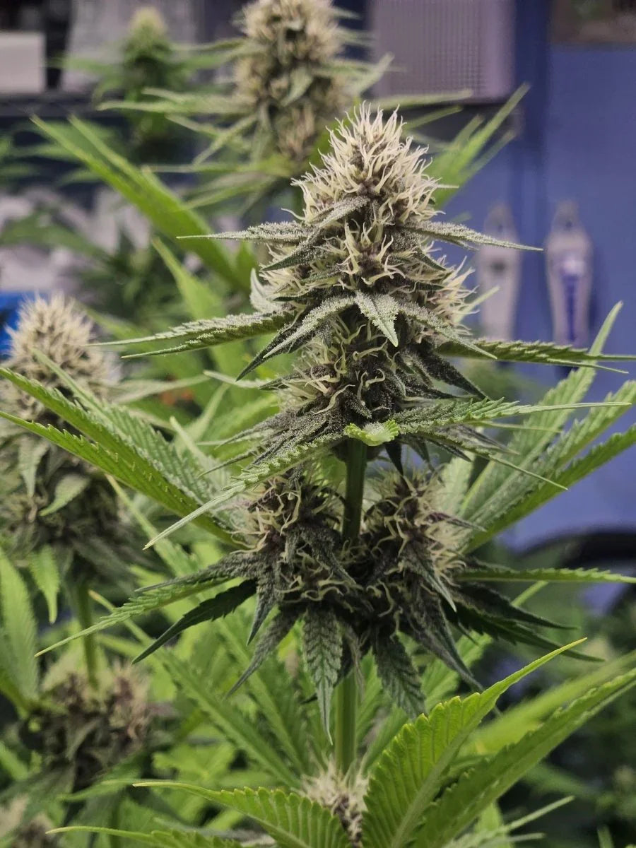 HempForce Biofertilizer Supplement, premium dry powder with 20 billion CFU/g beneficial microbes that boosts cannabis growth, yield, and cannabinoid content