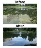 A before-and-after comparison of a pond or lake. The top panel labeled 'Before' shows murky greenish water with floating algae or debris and reflections of buildings and trees.