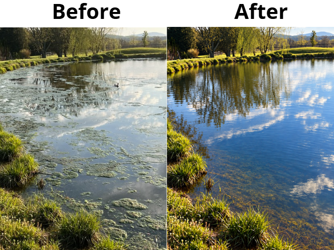 A side-by-side before and after comparison of a pond or riverbank. The left 'Before' image shows murky, algae-covered water with grassy banks.