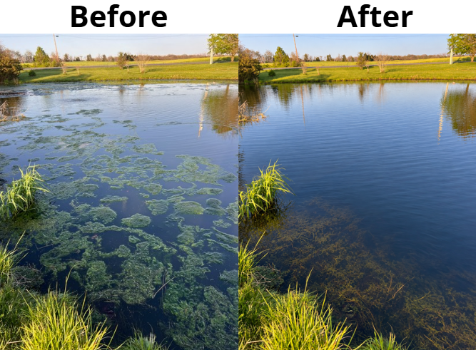 A side-by-side before and after comparison of a pond or lake, showing dense green algae or duckweed on the left labeled 'Before' and clearer water on the right labeled 'After'.