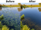 A side-by-side before and after comparison of a pond or lake, showing dense green algae or duckweed on the left labeled 'Before' and clearer water on the right labeled 'After'.