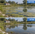 A split before-and-after comparison of a rural pond or farm landscape. The top half is labeled BEFORE and shows dense green aquatic plants covering the water, with a small shed, silos, trees, and cornfield in the background.
