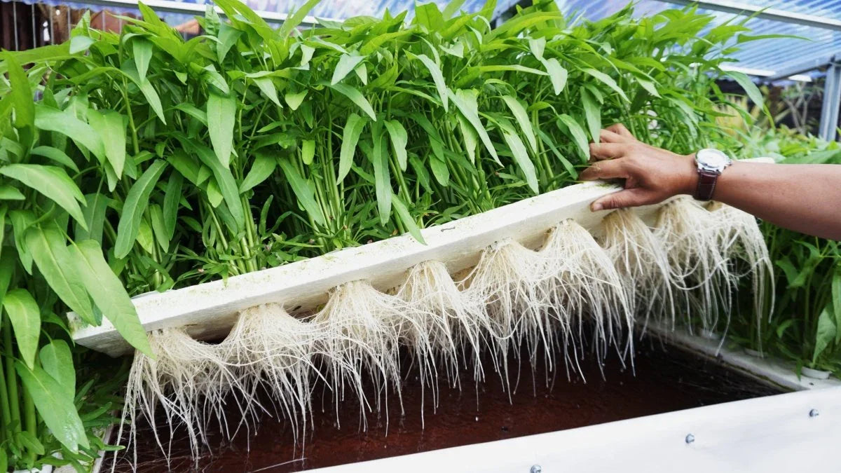 Aquaponics system with plants and roots in water, hand holding a tray.