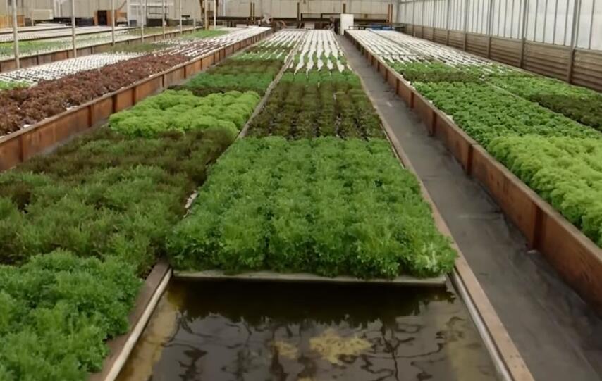 Green plants in trays arranged in a greenhouse setting, hydroponics system