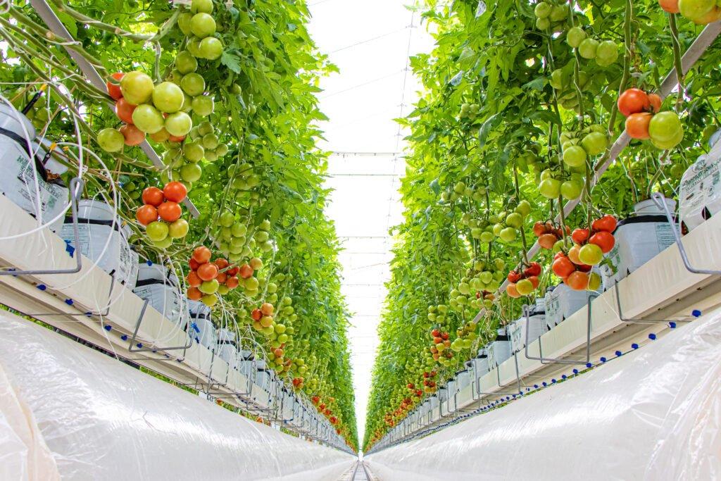 Vertical farm with rows of green plants and red fruits growing in a controlled environment.