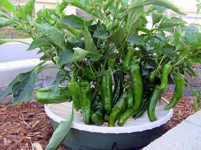 Green chili peppers growing in a container with a leafy green plant.