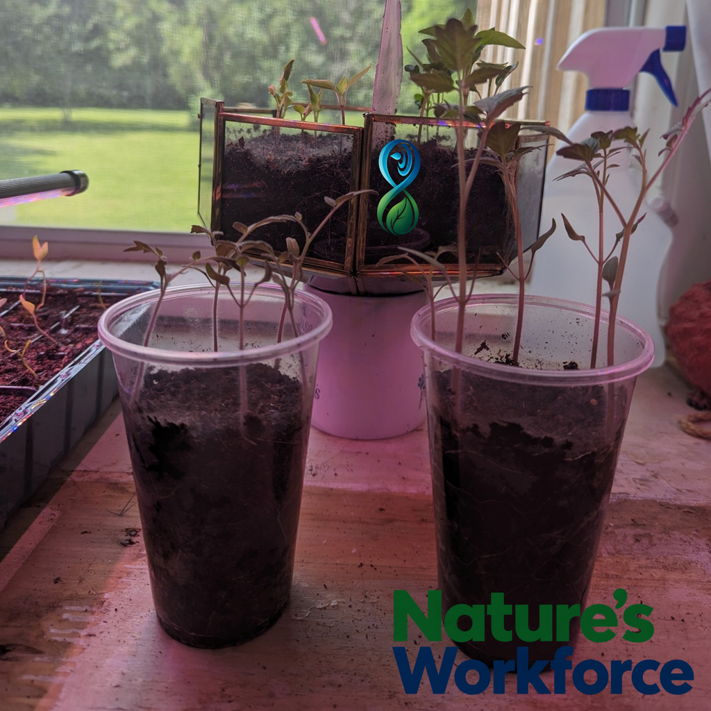 Two clear plastic cups filled with soil and small seedlings sit on a windowsill, with a pink pot and small raised garden beds in the background. A spray bottle is visible on the right, and a green and blue 'Nature's Workforce' logo watermark appears in the bottom right corner. SoilForce compare in this picture.