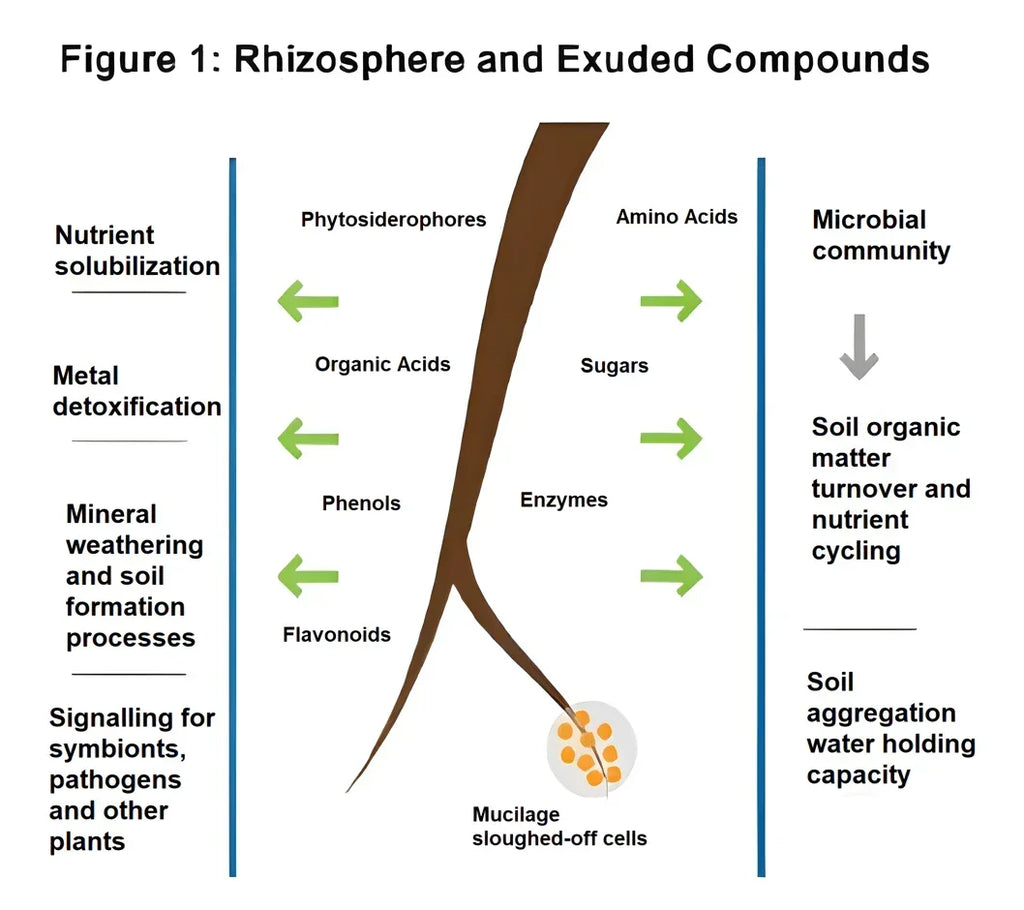 Diagram of a plant root with exudates and their effects on soil microbiology and chemistry.