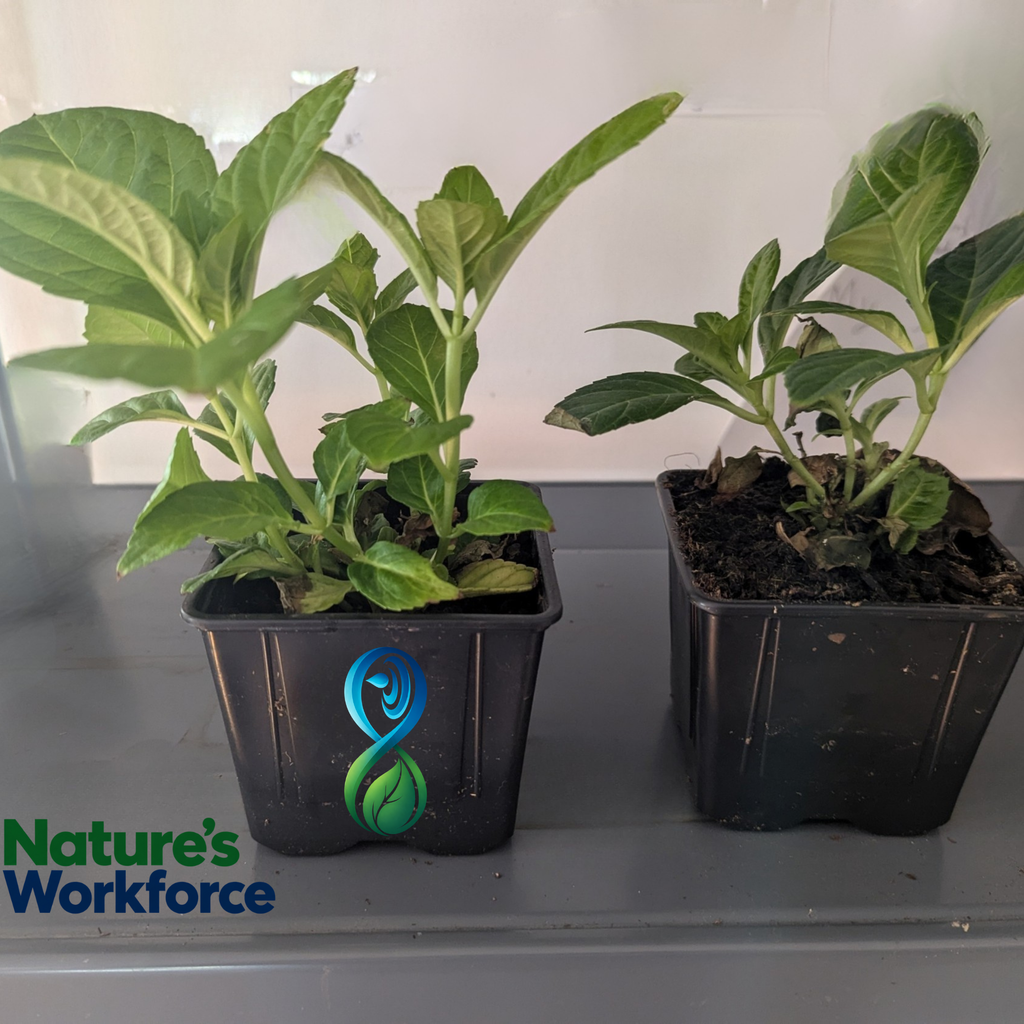 Two potted green plants in black plastic nursery pots sitting on a gray surface against a light background, with a Nature's Workforce logo in the lower left corner. SoilForce compare on this picture.