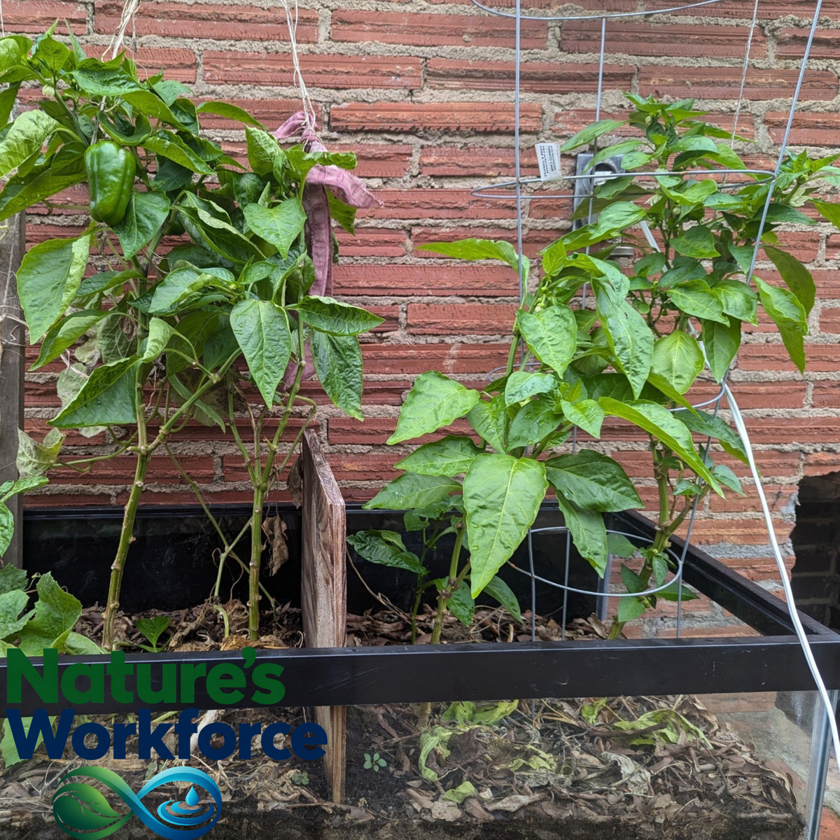 Two green pepper plants growing in black raised garden beds against a red brick wall, with a Nature's Workforce logo watermark in the bottom left corner. SoilForce product in action.