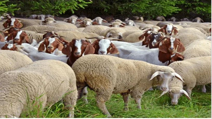 Goat and sheep feed supplements with probiotics for animal health and improved nutrition.