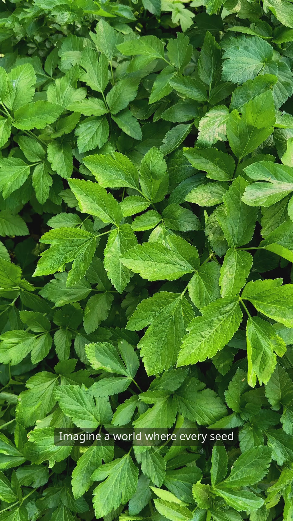 SoilForce role in plant growth