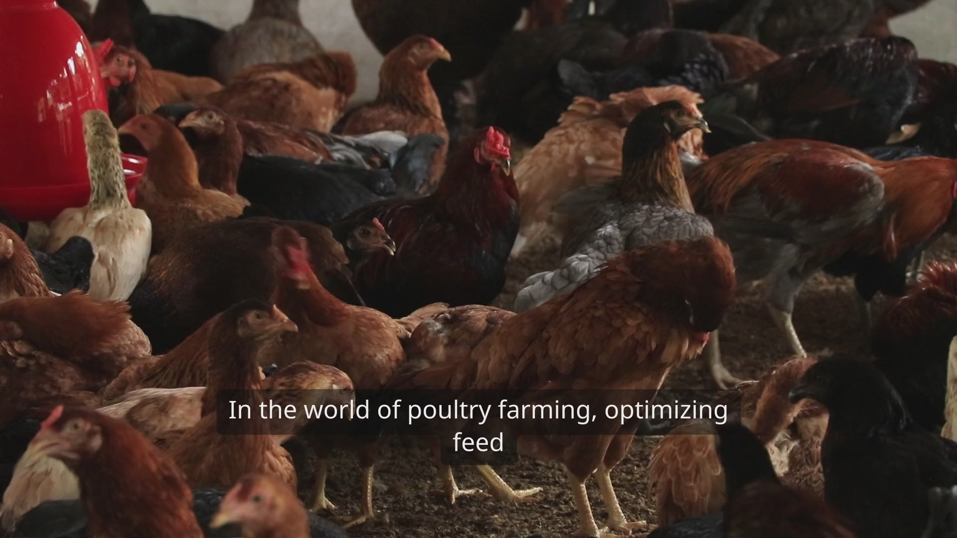 Layer hens on organic feed additive to improve egg production and health