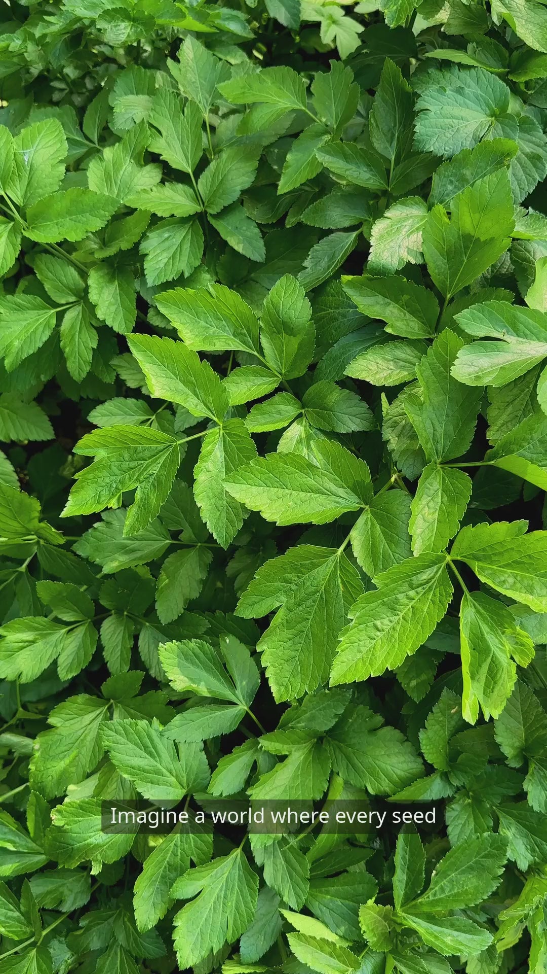 Soilforce benefits from Nature's workforce